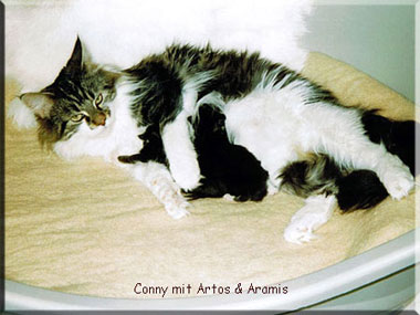 Conny mit Kitten