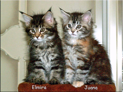 Elmira - Rosanna & Juana