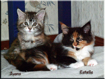 Estella - Liliana & Juana